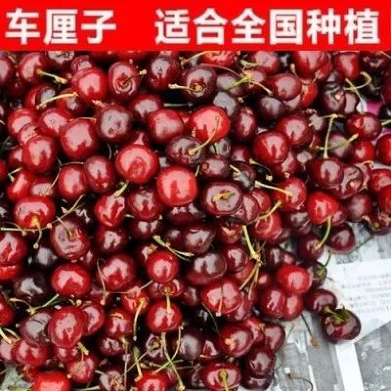 樱桃树苗车厘子美早红灯黑珍珠矮化樱桃苗南北方都可以种植