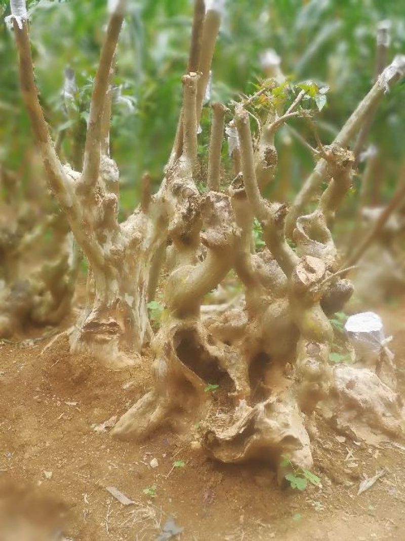 紫薇古桩