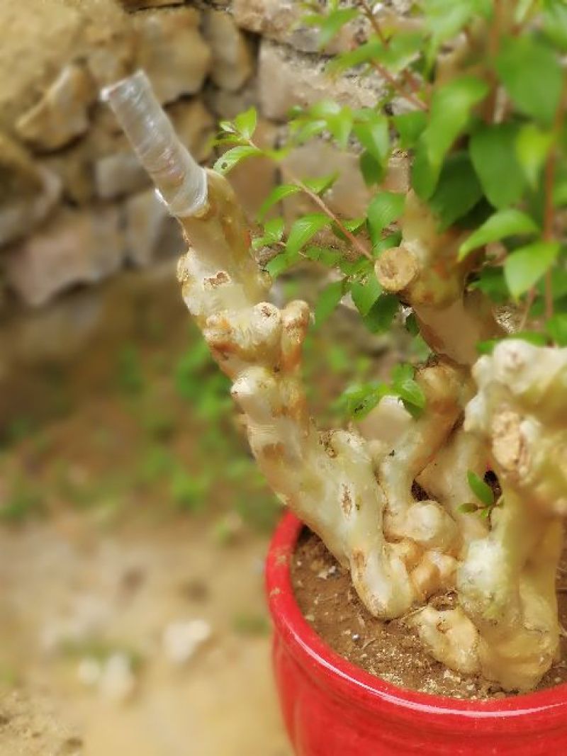 紫薇古桩