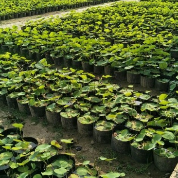 盆栽荷花,40公分