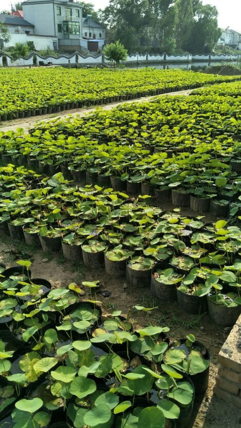 盆栽荷花,40公分