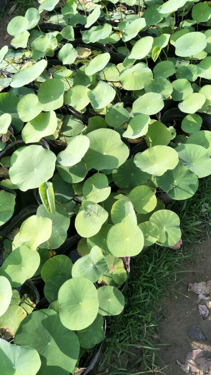 盆栽荷花,40公分
