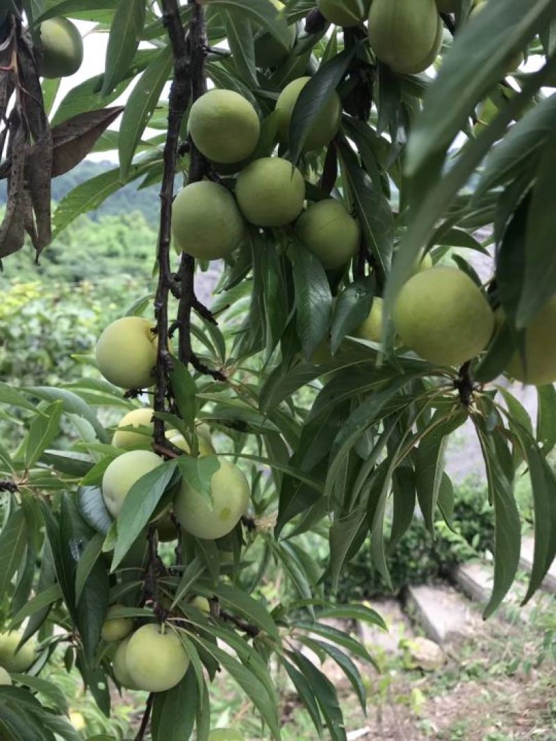 自家种的土李子
