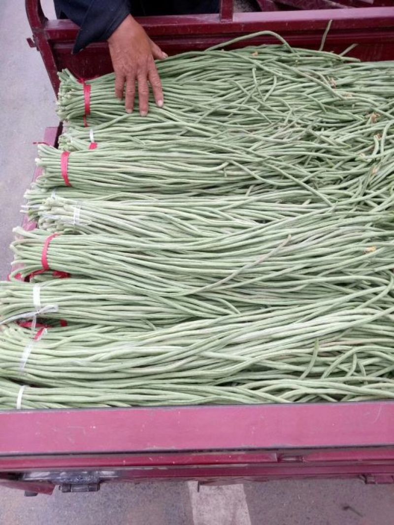 精品长豆角60厘米以上保质保量保服务量大从优