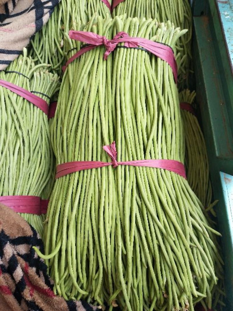 精品长豆角60厘米以上保质保量保服务量大从优