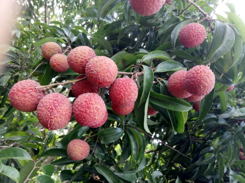 荔枝