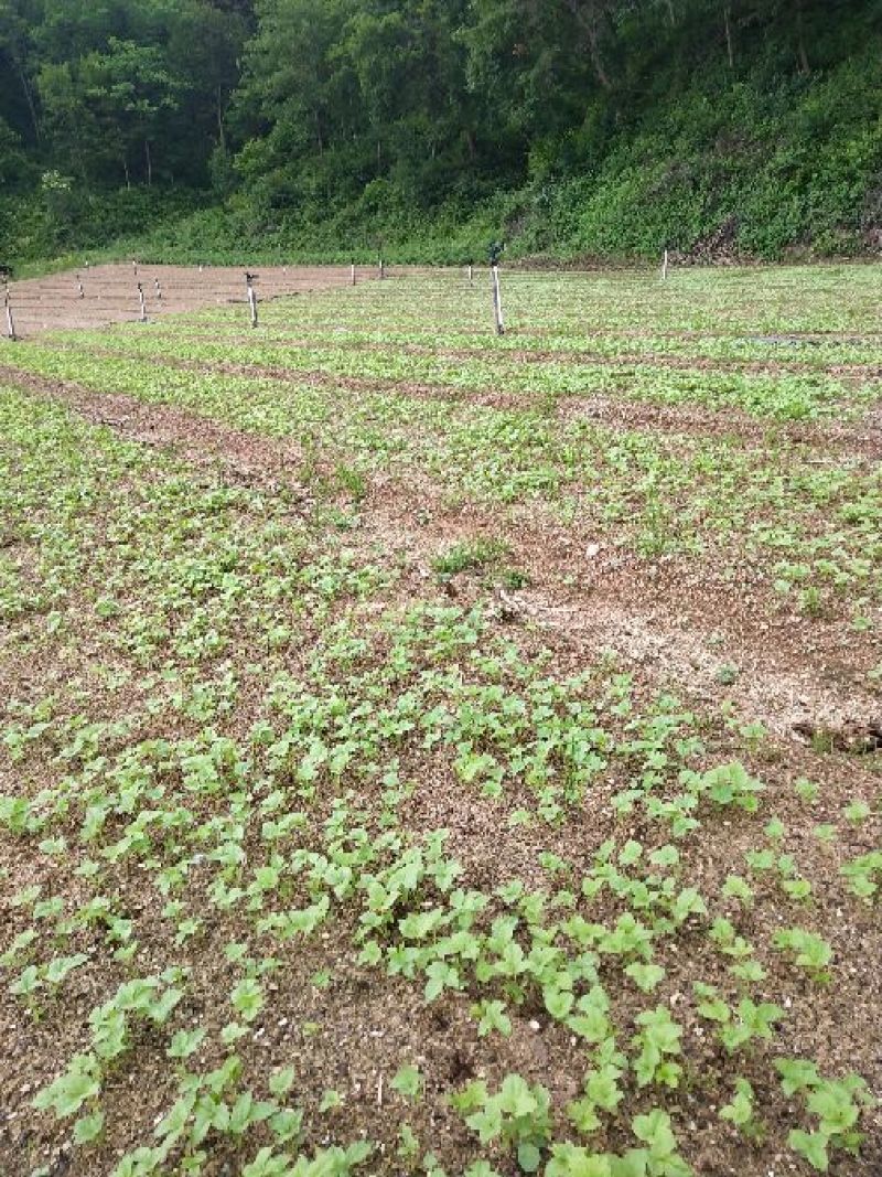 刺五加苗种苗繁育基地自产自销，价格实惠品质优良