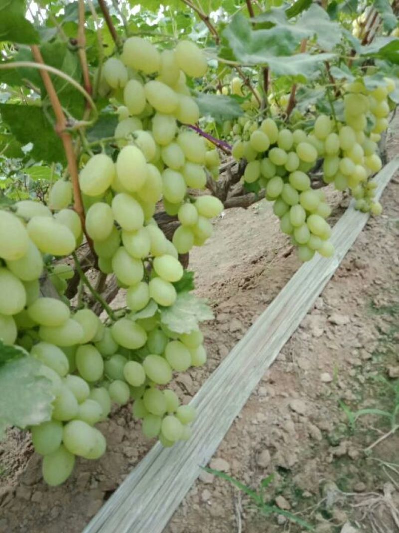 葡萄大量上市中，维多利亚等品种齐全，欢迎各地客商骚扰