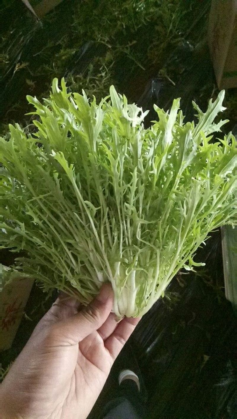 【苦菊】辽宁新民苦菊长期供货对接全国市场电商商超