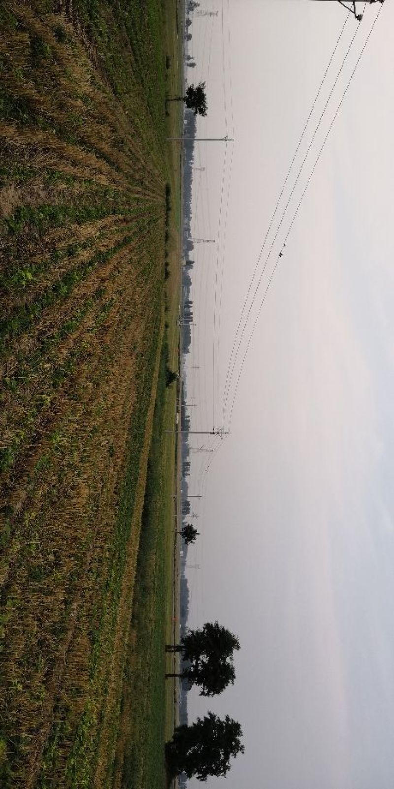 干马齿菜长寿菜干马齿笕脱水马齿菜