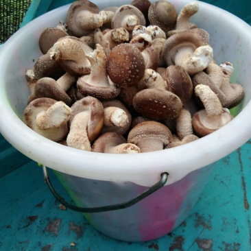 香菇