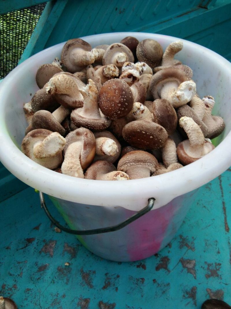 香菇