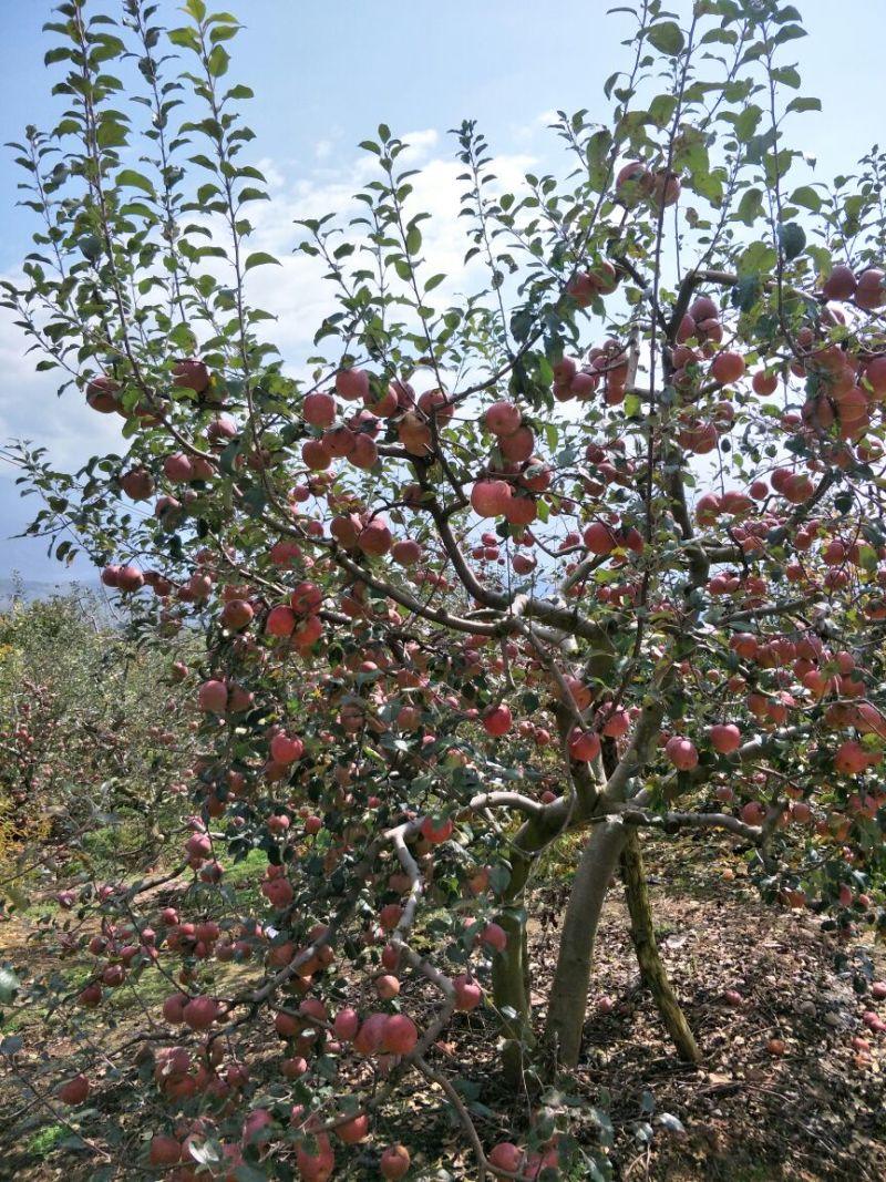 冰糖心红富士苹果树苗，水晶红富士苹果苗
