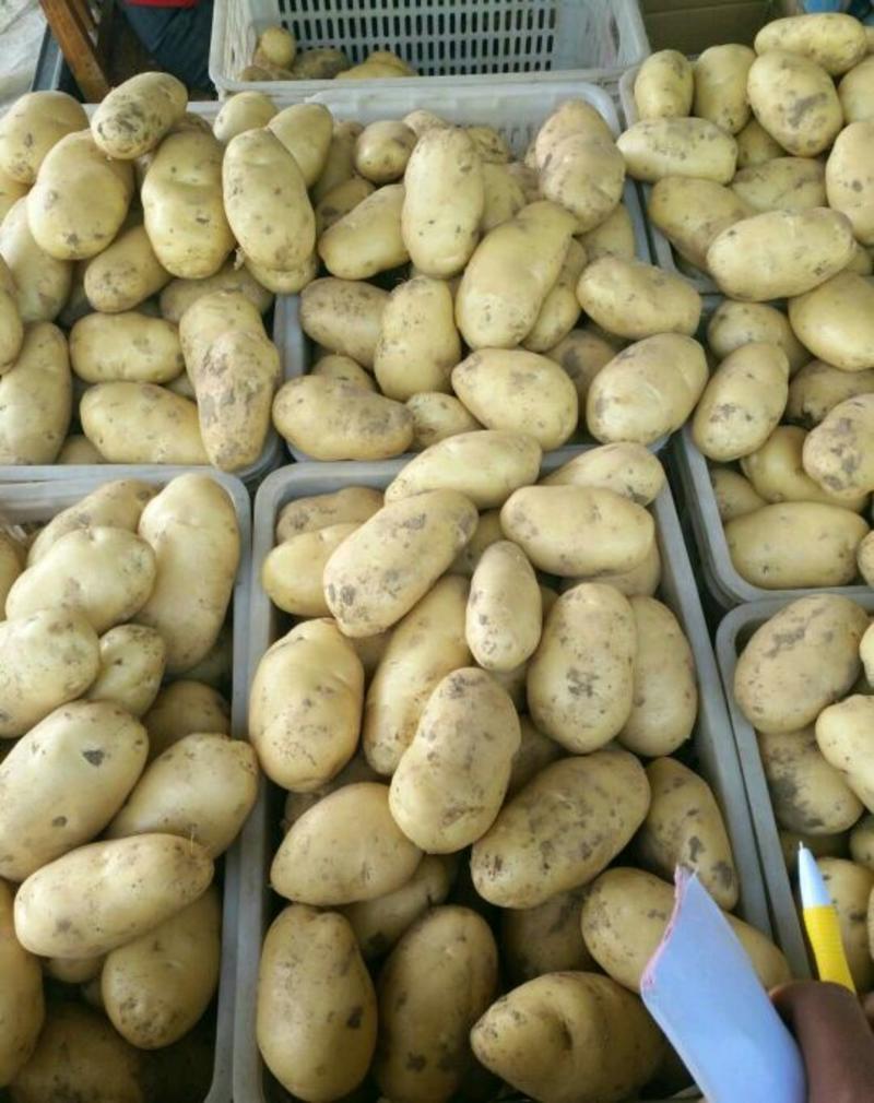 万亩蔬菜产地荷兰土豆大量上市需要的联系我长期有货