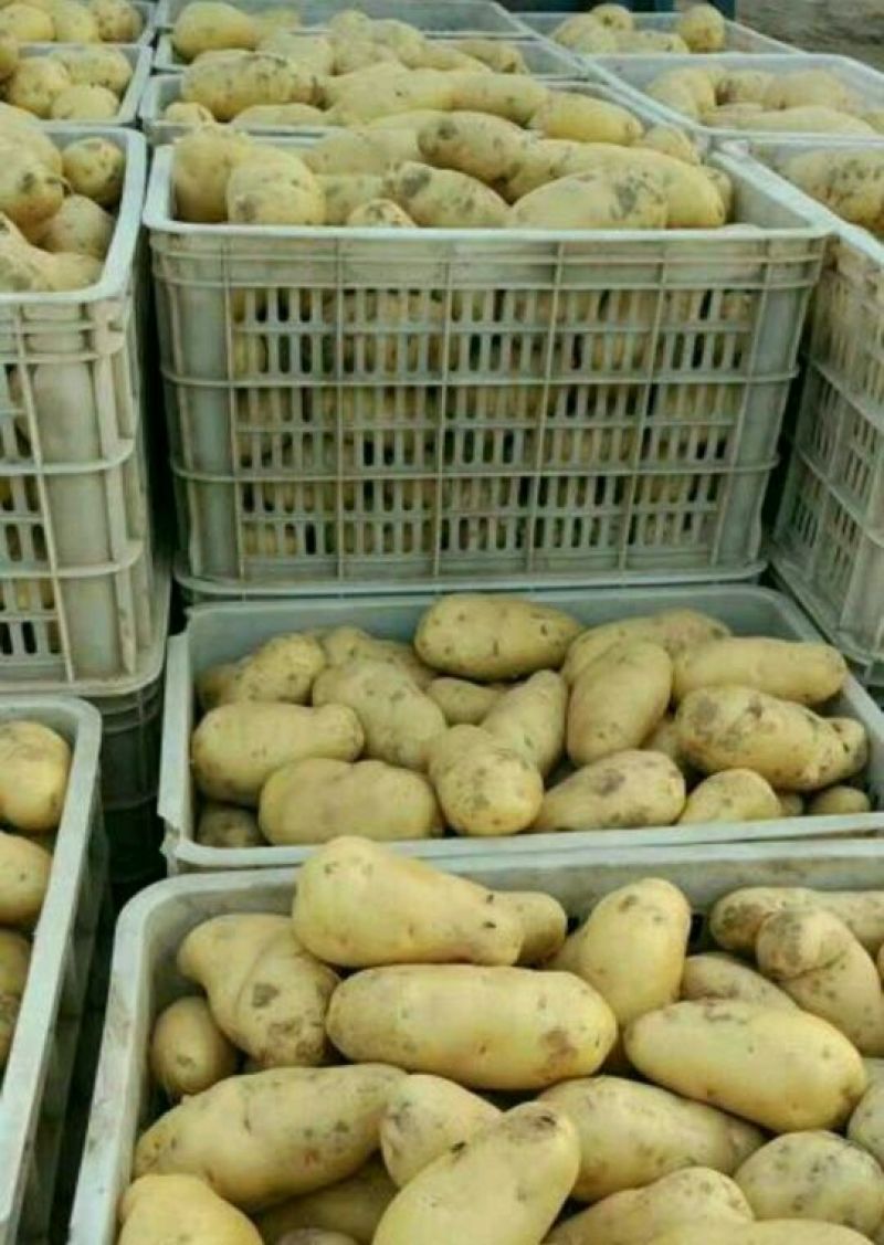 万亩蔬菜产地荷兰土豆大量上市需要的联系我长期有货