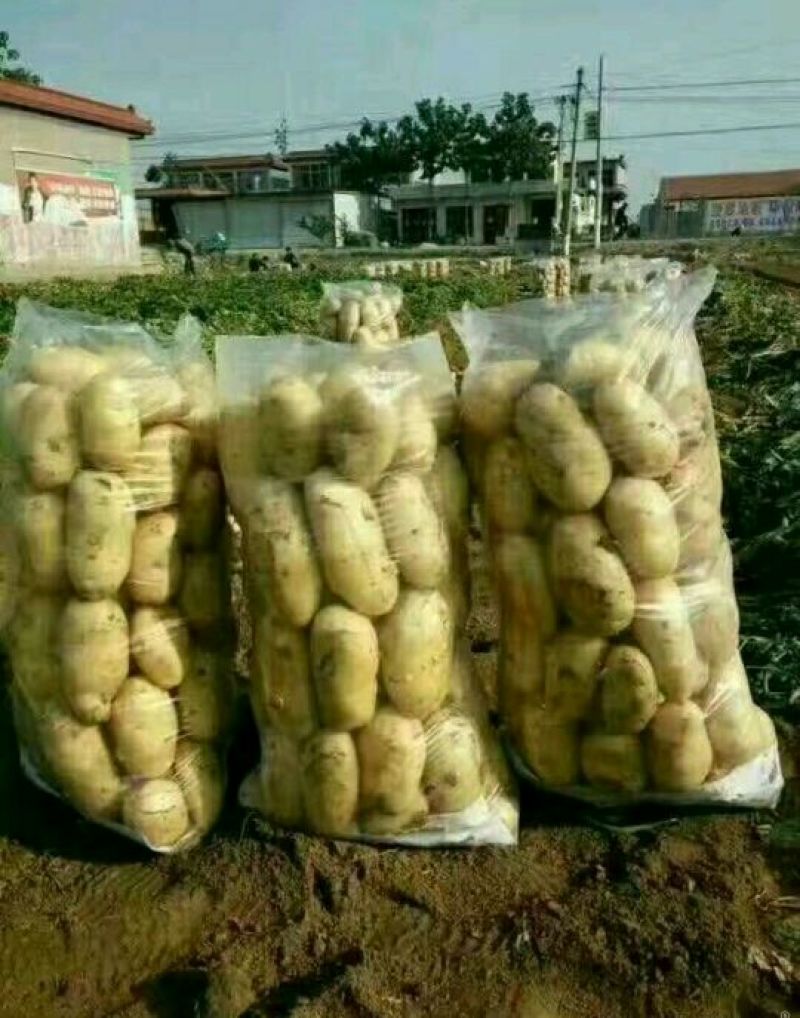 万亩蔬菜产地荷兰土豆大量上市需要的联系我长期有货