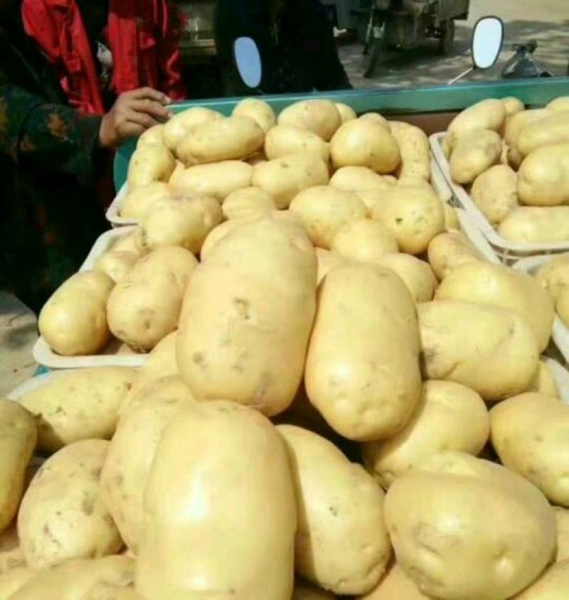 万亩蔬菜产地荷兰土豆大量上市需要的联系我长期有货