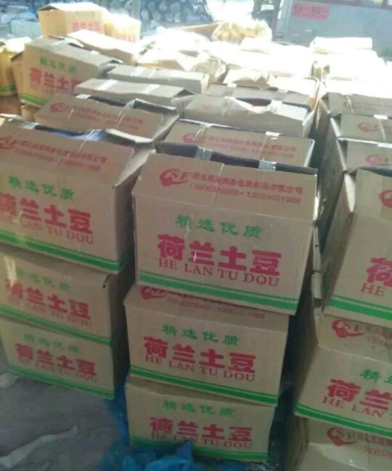 万亩蔬菜产地荷兰土豆大量上市需要的联系我长期有货