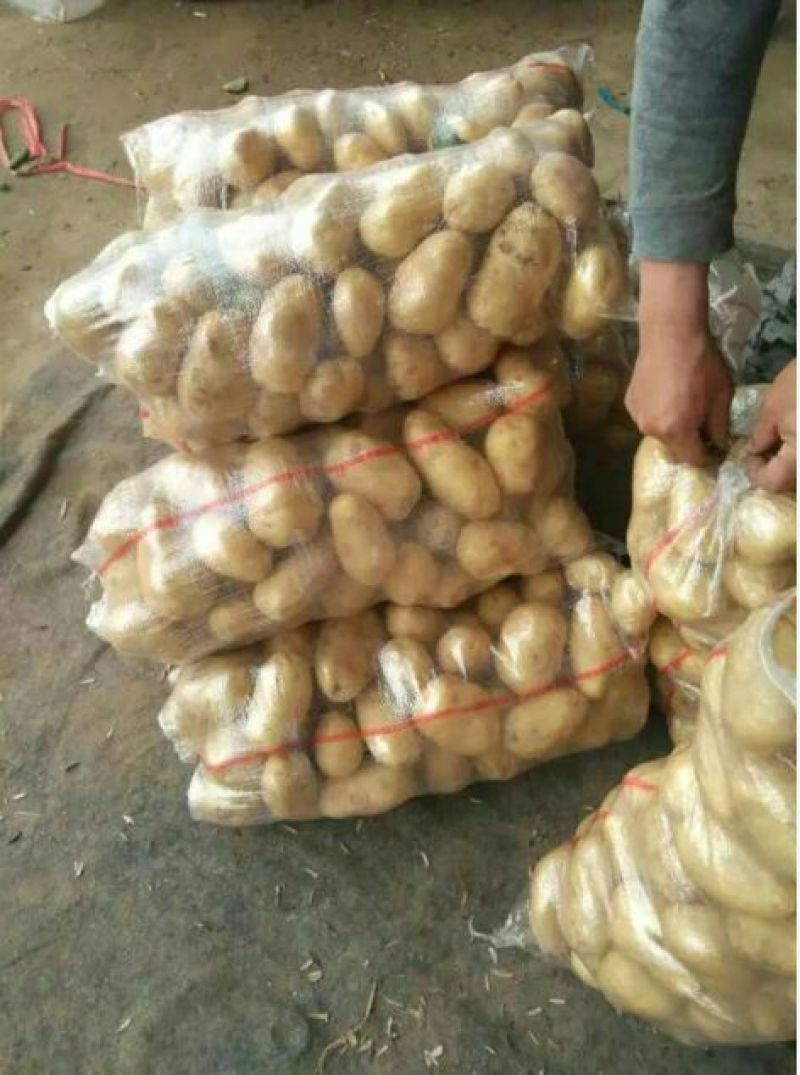 万亩蔬菜产地荷兰土豆大量上市需要的联系我长期有货