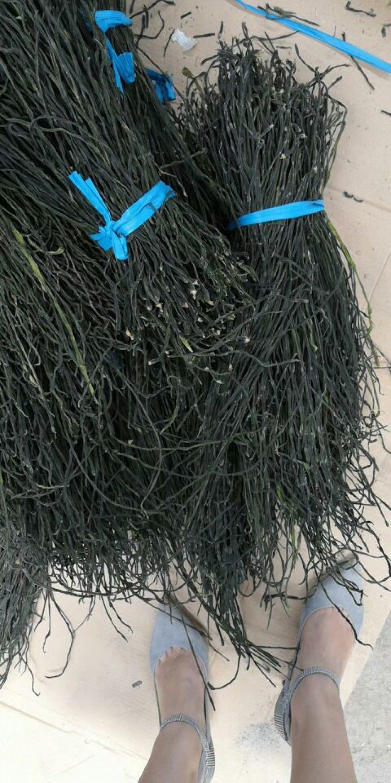脱水长豆角，青条豆角，精品豆角，豆角干，干豇豆