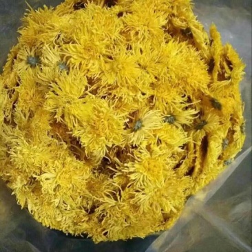 黄山贡菊金丝菊6-10公分