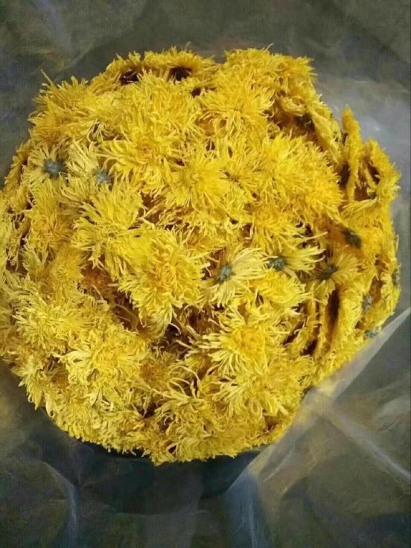 黄山贡菊金丝菊6-10公分