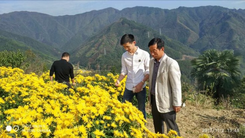 黄山贡菊金丝菊6-10公分