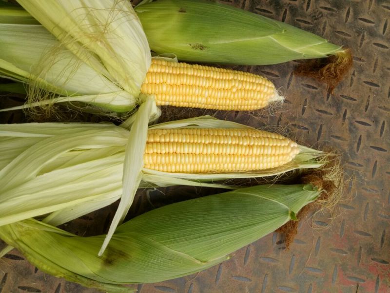 湖北嘉鱼县潘家湾蔬菜基地大量鲜食甜玉米上市，欢迎来电咨询