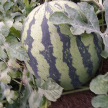 甜王