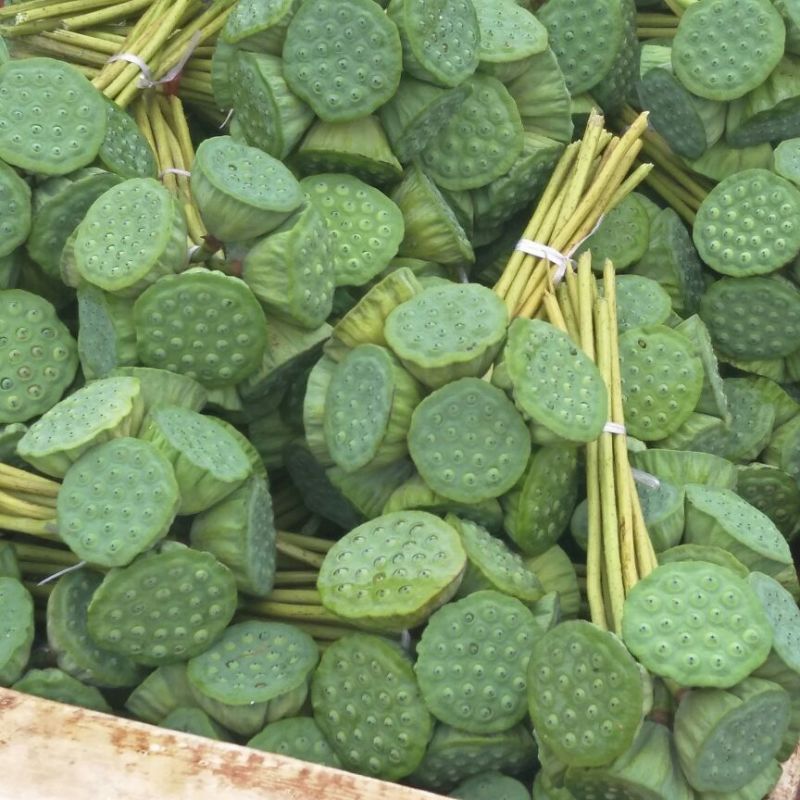 莲蓬8-12公分