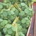 莲蓬8-12公分