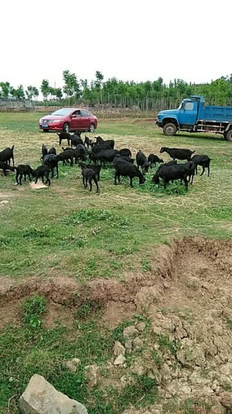 常年提供大小黑山羊羊