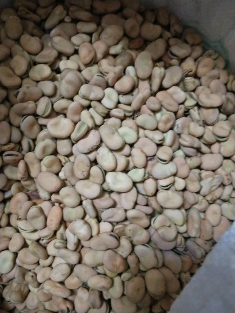 云南新蚕豆大量上市有需饲料豆瓣可以联系一下，