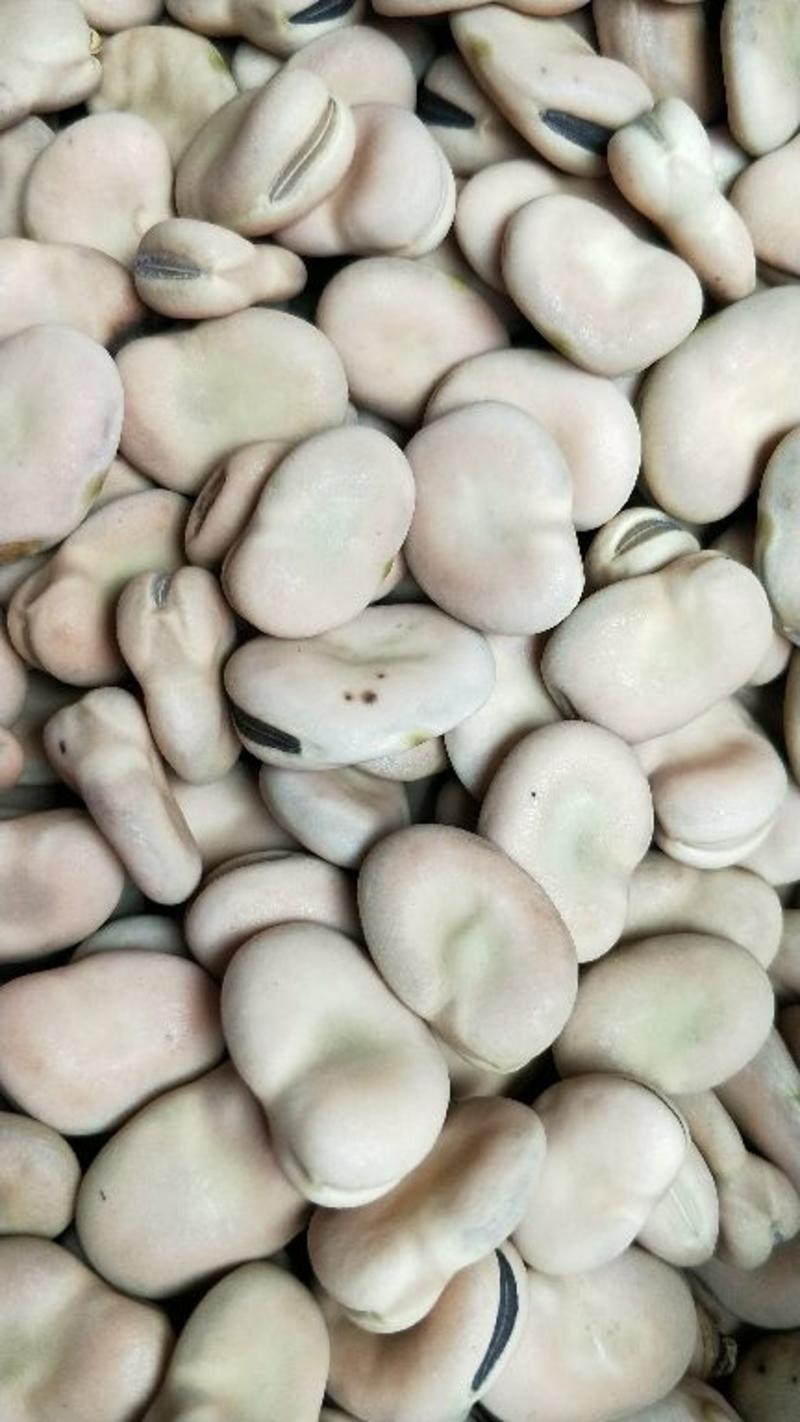 云南新蚕豆大量上市有需饲料豆瓣可以联系一下，