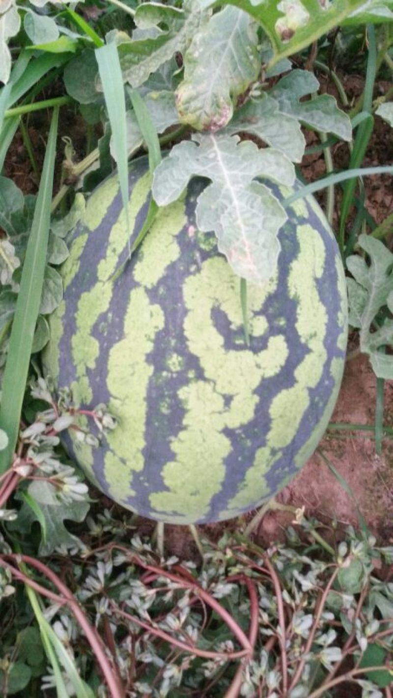 甜王