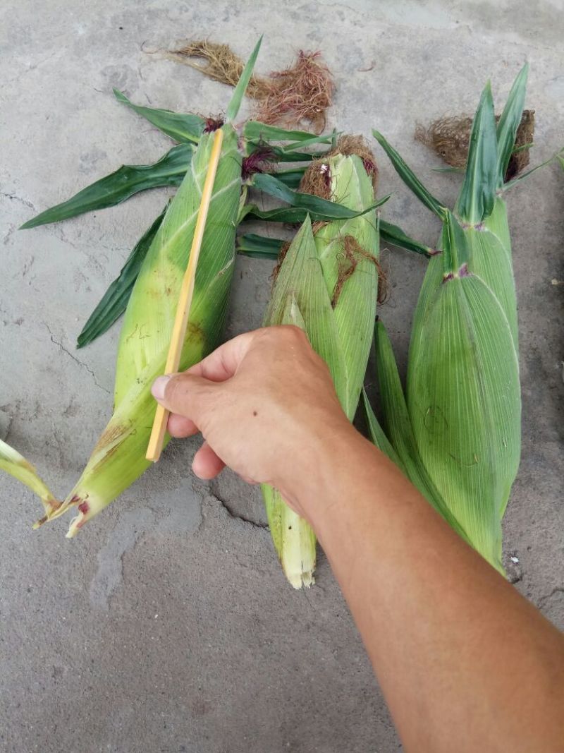 黑甜糯玉米马上上市I