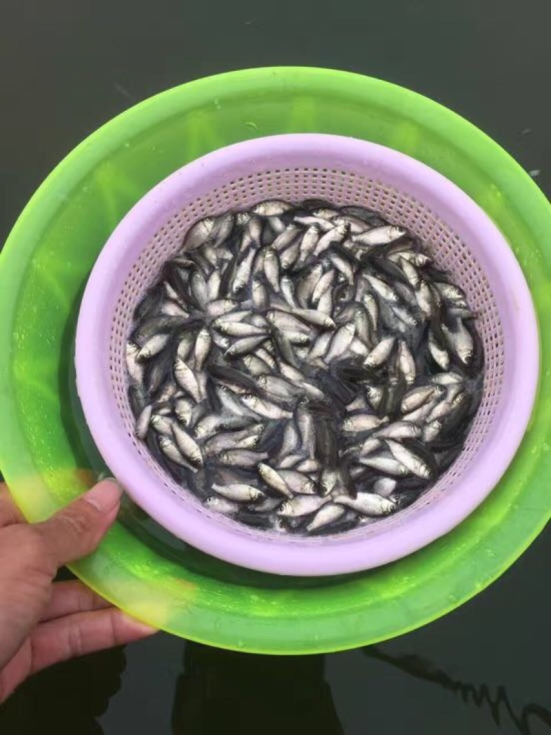 鲫鱼苗、中科鲫鱼苗