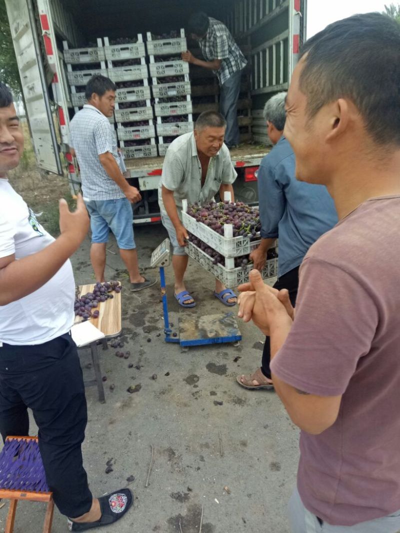 优资量葡萄上市啦价格8元