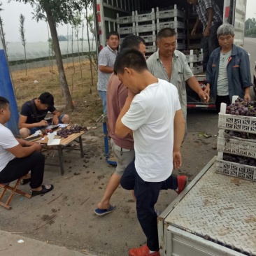 优资量葡萄上市啦价格8元