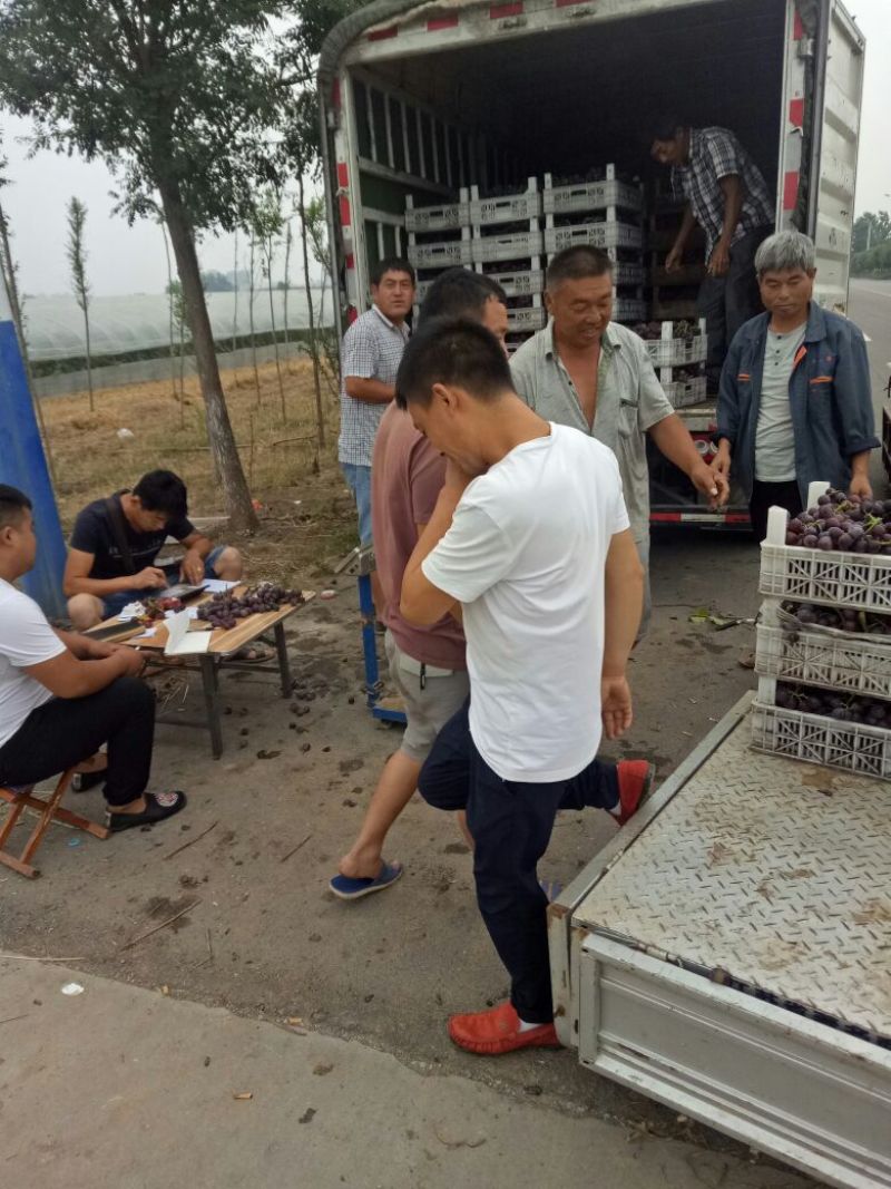 优资量葡萄上市啦价格8元