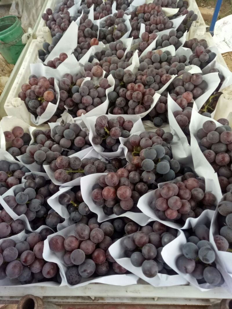 优资量葡萄上市啦价格8元