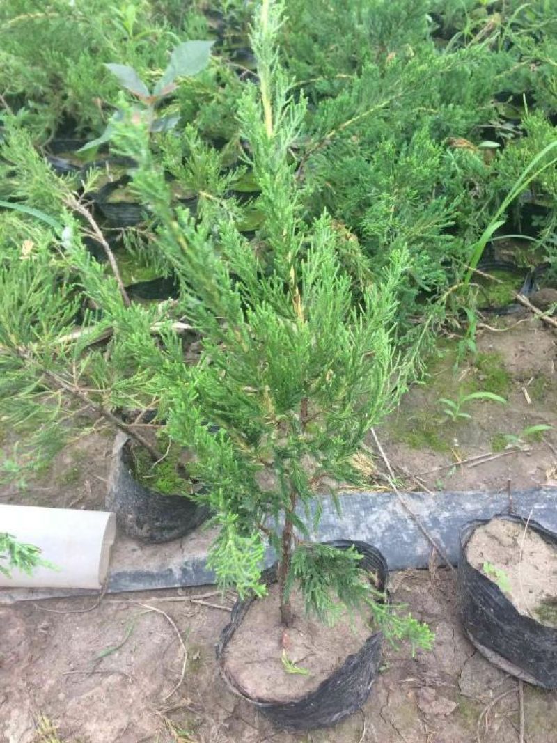 龙柏
