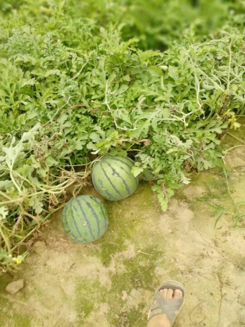 花瓜甜王万亩