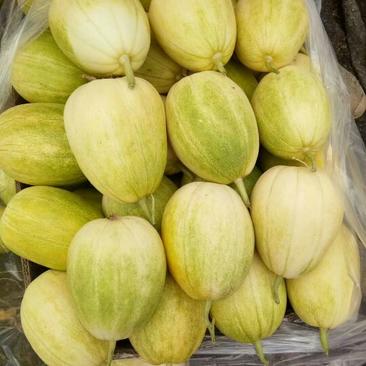 京密香瓜大量有货，个头均匀口感好甜辽宁香瓜主产区