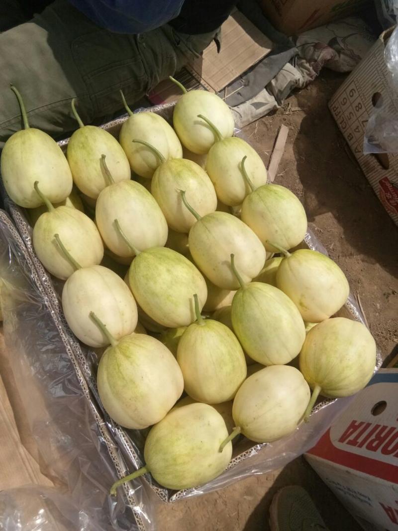京密香瓜大量有货，个头均匀口感好甜辽宁香瓜主产区
