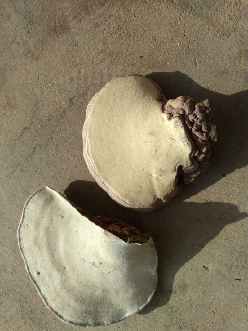 树舌