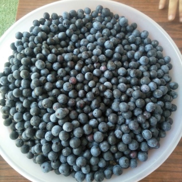 蓝莓，蓝莓鲜果，