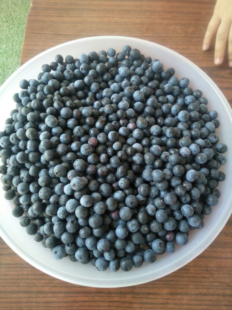 蓝莓，蓝莓鲜果，
