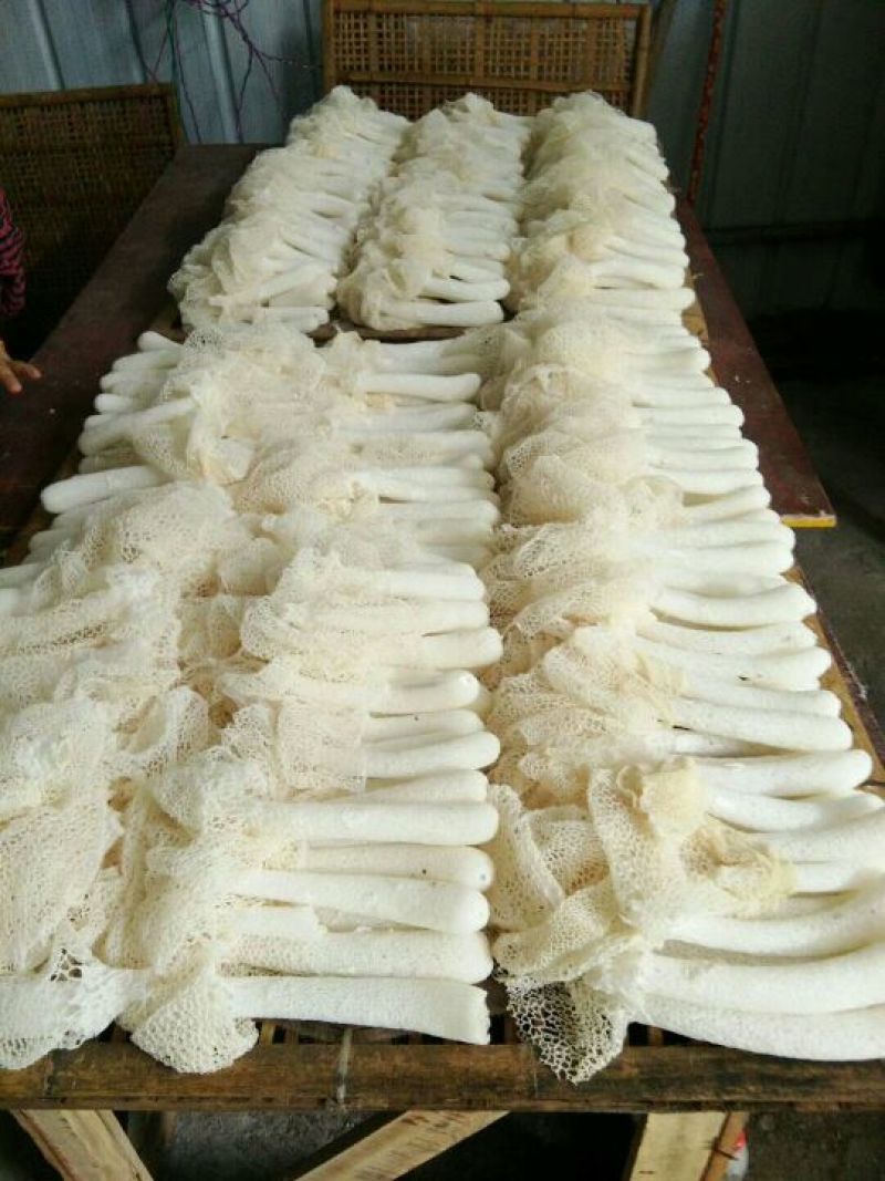 广西长裙竹荪鲜品包邮