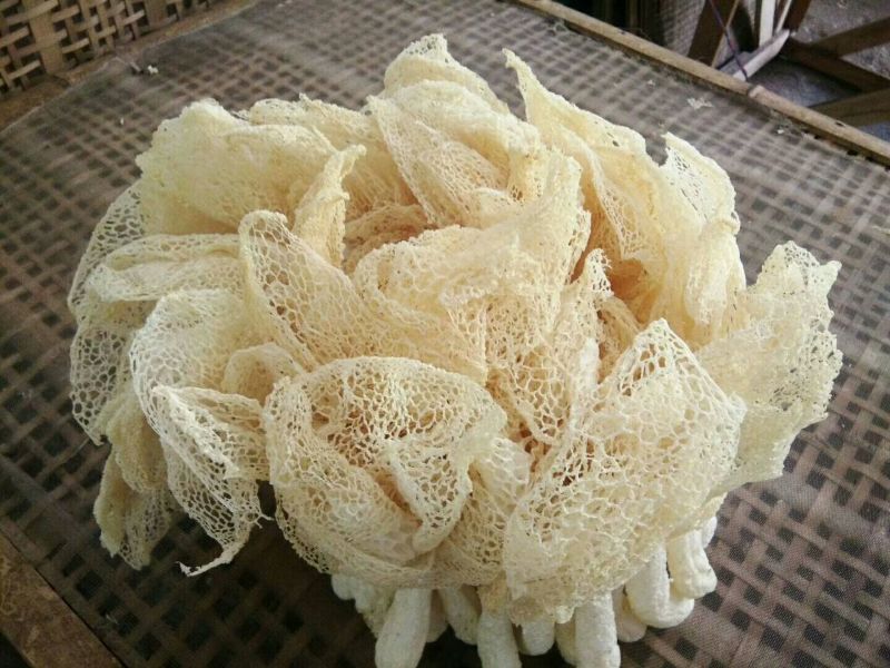 广西长裙竹荪鲜品包邮